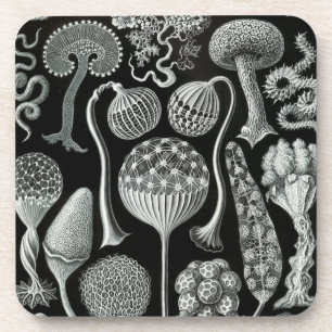 Haeckel Schwarz Getränkeuntersetzer