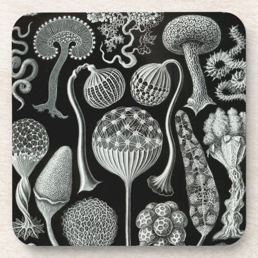Haeckel Schwarz Getränkeuntersetzer (Vorderseite)