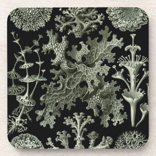 Haeckel Schwarz Getränkeuntersetzer (Vorderseite)