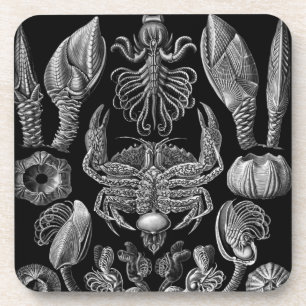 Haeckel Schwarz Getränkeuntersetzer