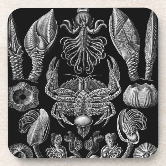 Haeckel Schwarz Getränkeuntersetzer (Vorderseite)