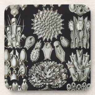 Haeckel Schwarz Getränkeuntersetzer