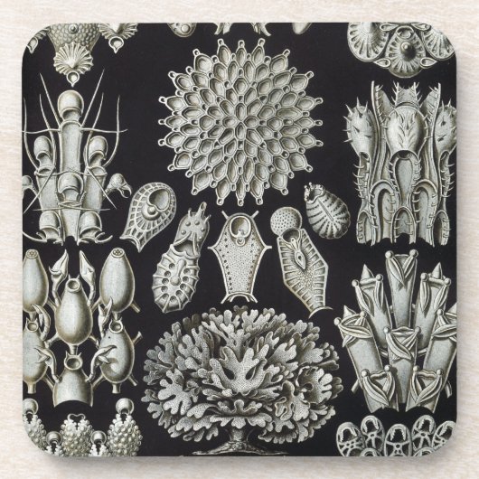 Haeckel Schwarz Getränkeuntersetzer (Vorderseite)
