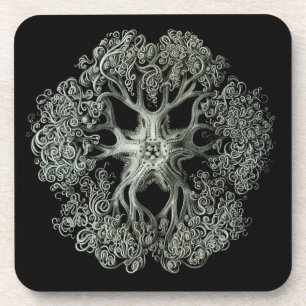 Haeckel Schwarz Getränkeuntersetzer