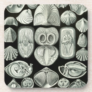 Haeckel Schwarz Untersetzer