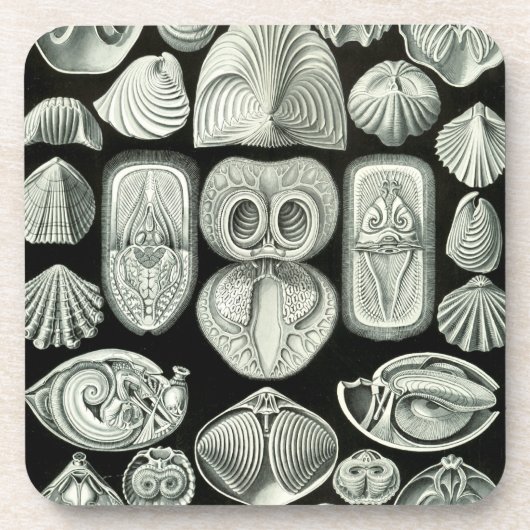 Haeckel Schwarz Untersetzer (Vorderseite)