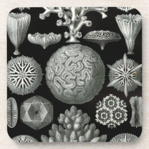 Haeckel Schwarz Untersetzer