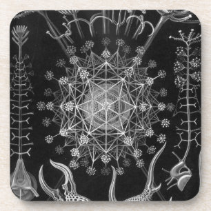 Haeckel Schwarz Untersetzer