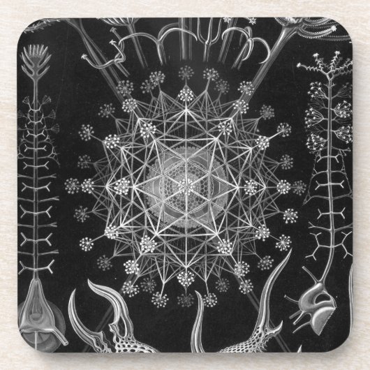 Haeckel Schwarz Untersetzer (Vorderseite)