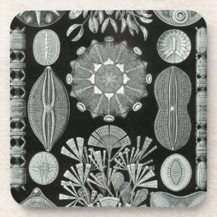 Haeckel Schwarz Untersetzer