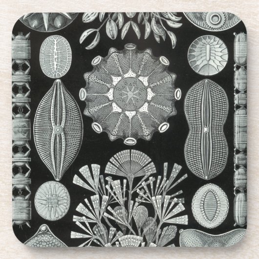 Haeckel Schwarz Untersetzer (Vorderseite)