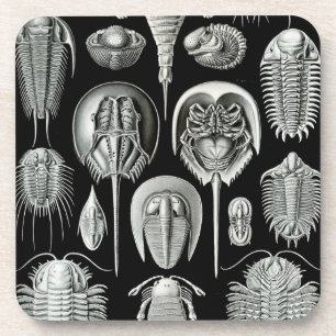 Haeckel Schwarz Untersetzer