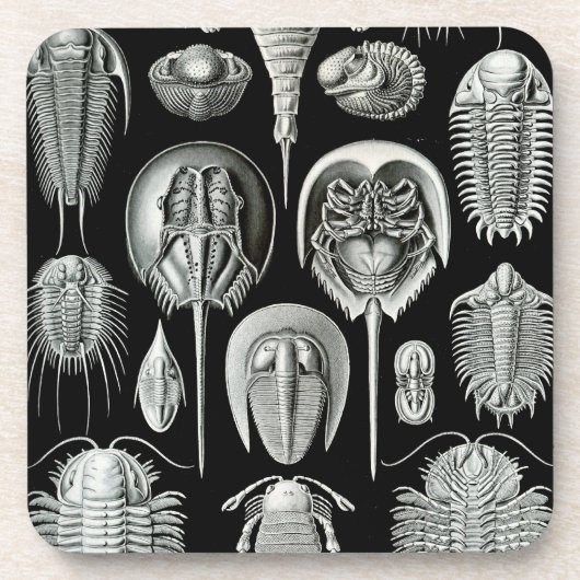 Haeckel Schwarz Untersetzer (Vorderseite)