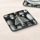 Haeckel Schwarz Untersetzer (Linke Seite)