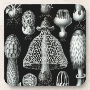 Haeckel Schwarz Untersetzer