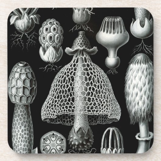 Haeckel Schwarz Untersetzer (Vorderseite)