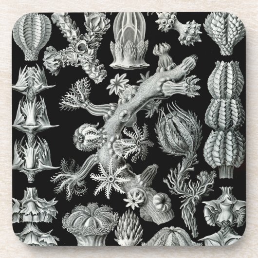 Haeckel Schwarz Untersetzer (Vorderseite)
