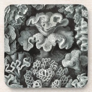 Haeckel Schwarz Untersetzer
