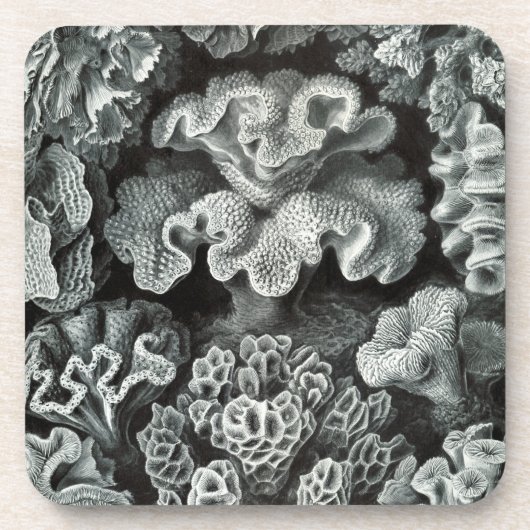 Haeckel Schwarz Untersetzer (Vorderseite)
