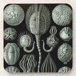 Haeckel Schwarz Untersetzer