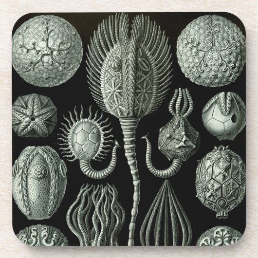 Haeckel Schwarz Untersetzer (Vorderseite)