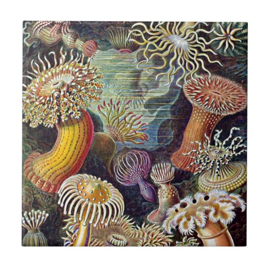Haeckel Sea Anemone Ocean Life Naturschönheiten Ma Fliese (Vorderseite)