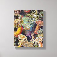 Haeckel Sea Anemone Ocean Life Naturschönheiten Ma