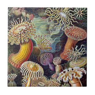 Haeckel Sea Anemone Ocean Life Painting Fliese