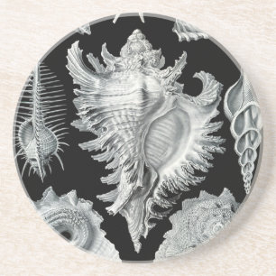 Haeckel Seashell Sandstein Untersetzer