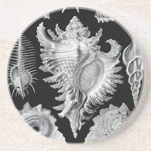 Haeckel Seashell Sandstein Untersetzer (Vorne)