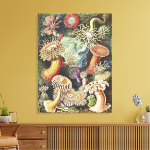 Haeckel Seeanemonen Maritime Meer Lebens Kunst Col Leinwanddruck