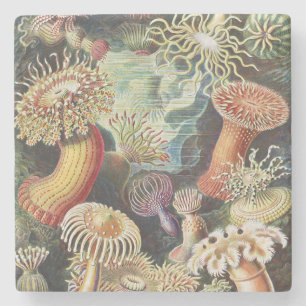 Haeckel Seeanemonen Maritime Meer Lebens Kunst Col Steinuntersetzer