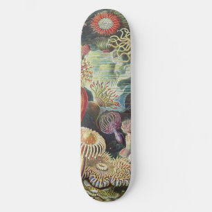 Haeckel Seeanemonen Maritime Meerestiere Kunst Col Skateboard