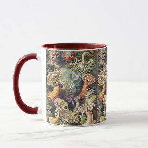 Haeckel Seeanemonen Maritime Meerestiere Kunst Col Tasse