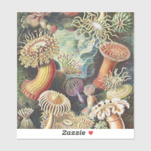 Haeckel Seeanemonen Nautische Meer Lebens Kunst Co Aufkleber