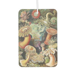 Haeckel Seeanemonen Nautische Meer Lebens Kunst Co Autolufterfrischer