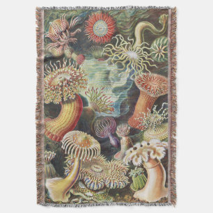 Haeckel Seeanemonen Nautische Meer Lebens Kunst Co Decke