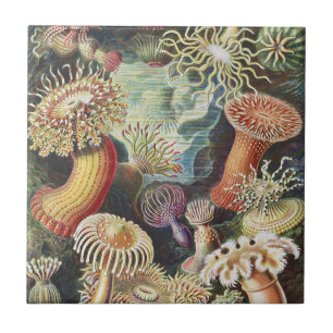 Haeckel Seeanemonen Nautische Meer Lebens Kunst Co Fliese