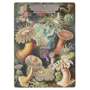 Haeckel Seeanemonen Nautische Meer Lebens Kunst Co Klemmbrett