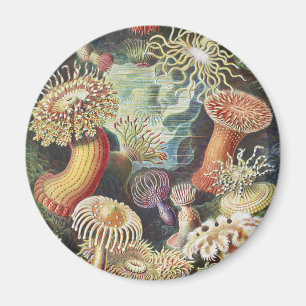 Haeckel Seeanemonen Nautische Meer Lebens Kunst Co Magnet