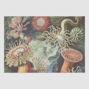Haeckel Seeanemonen Nautische Meer Lebens Kunst Co Seidenpapier