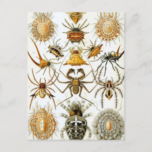 Haeckel Spinnentiere Postkarte