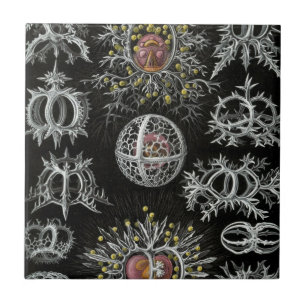 Haeckel Stephoidea Fliese