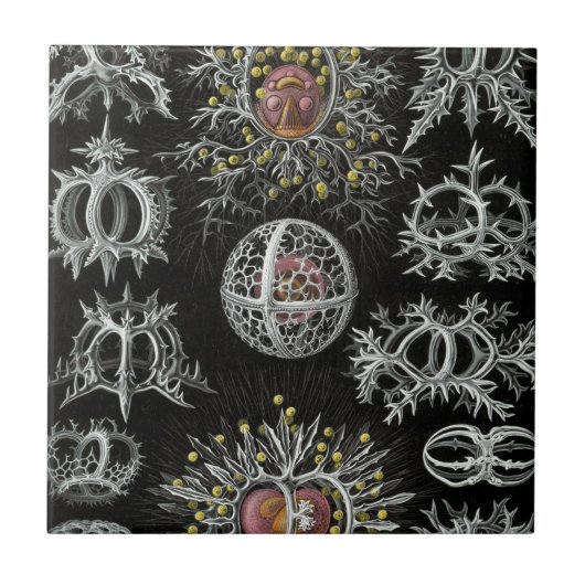 Haeckel Stephoidea Fliese (Vorderseite)