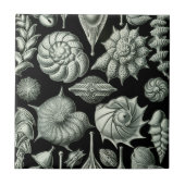 Haeckel Thalamophora Fliese (Vorderseite)