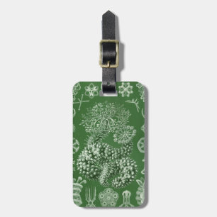 Haeckel Thuroidea Gepäckanhänger