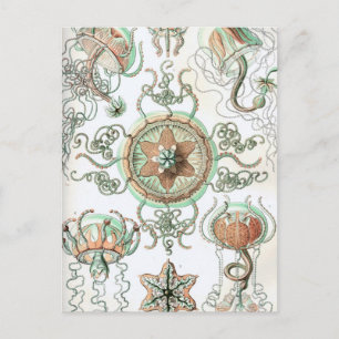 Haeckel Trachomedusae Postkarte