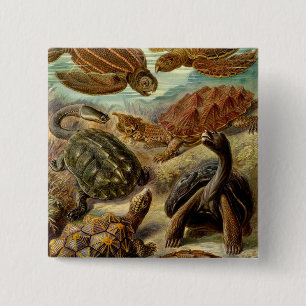 Haeckel Turtles Button