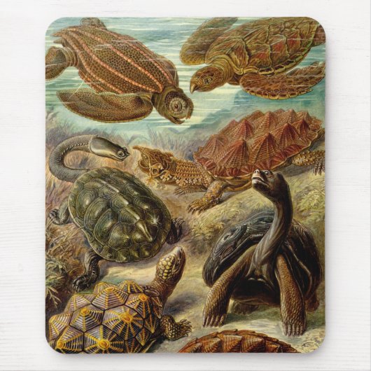 Haeckel Turtles Mousepad (Vorne)