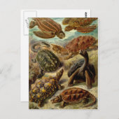 Haeckel Turtles Postkarte (Vorne/Hinten)